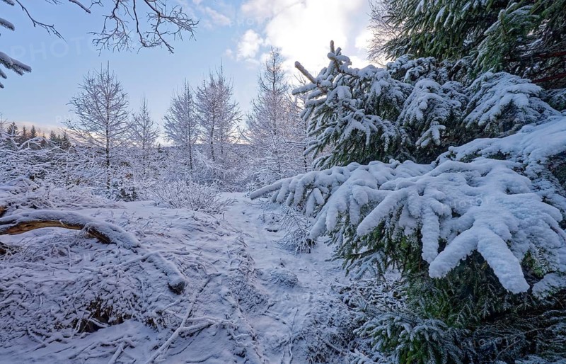 Snow covers trees and the forest floor in the winter landscape near Szklarska Poreba, Mirsk municipality, Jelenia Gora, Lower Silesia, Poland, Szklarska Poreba, Poland
