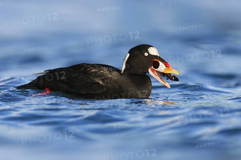 Surf Scoter (Melanitta perspicillata) male, British Columbia, Canada