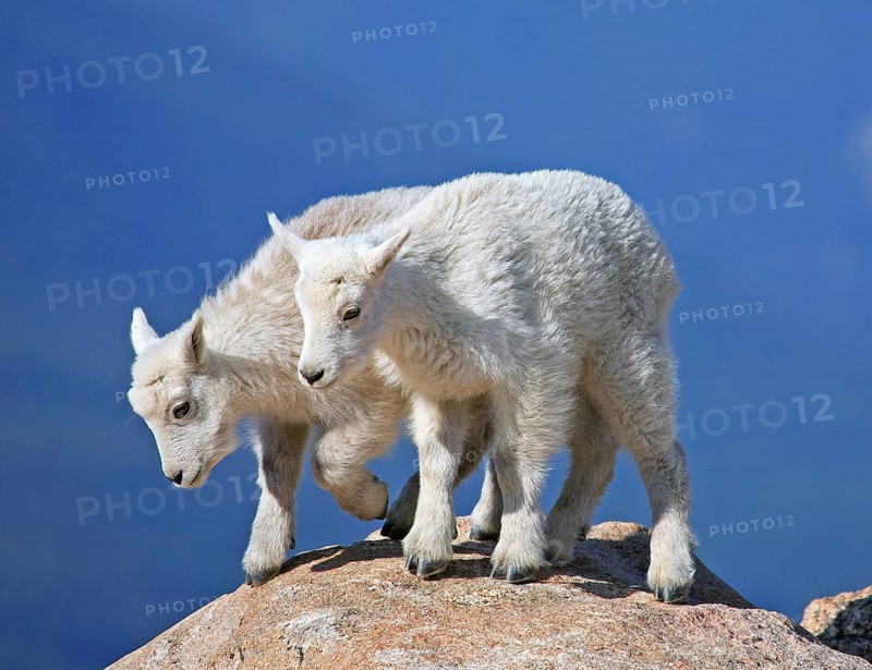 Two young snow goats climbing a rocky plateau, Wyoming, USA, United States