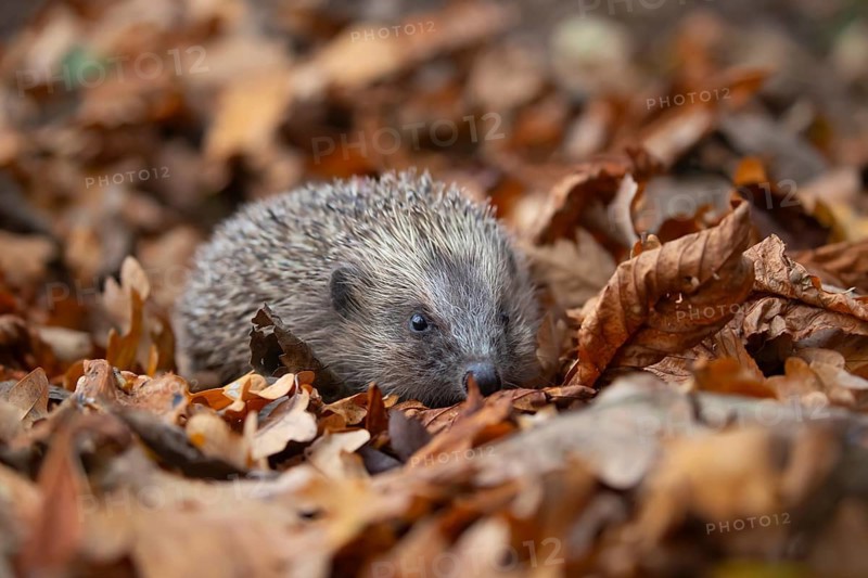 European hedgehog (Erinaceus europaeus) adult animal walking over fallen autumn leaves, Suffolk, England, United Kingdom