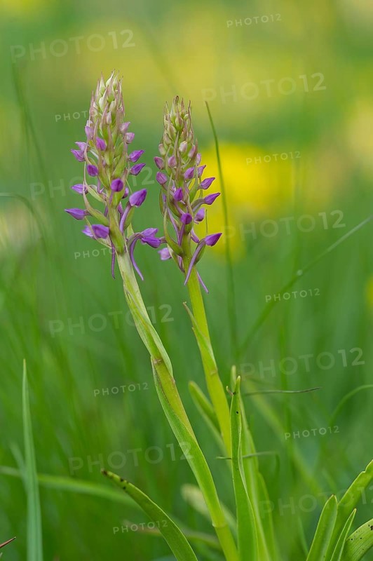 Fragrant Orchid (Gymnadenia conopsea), flowering, High Tauern National Park, Austria