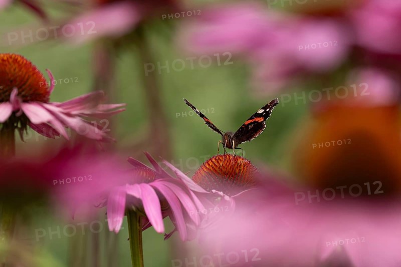 Red admiral butterfly (Vanessa atalanta) adult insect feeding on a garden purple Coneflower (Echinacea purpurea) flower in summer, England, United Kingdom