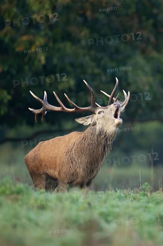 Red deer (Cervus elaphus) adult male stag animal roaring in the rutting season in autumn, England, United Kingdom