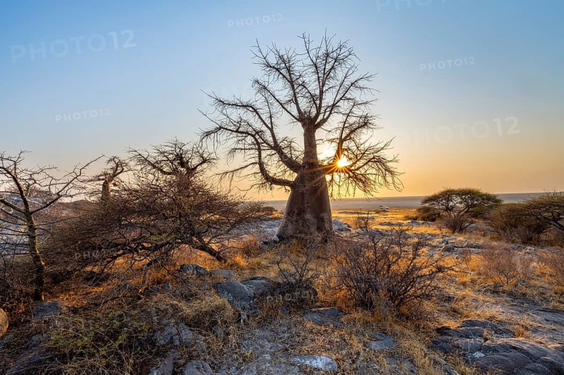 African baobab (Adansonia digitata), several trees at sunrise, sun star, Kubu Island (Lekubu), Sowa Pan, Makgadikgadi salt pans, Botswana