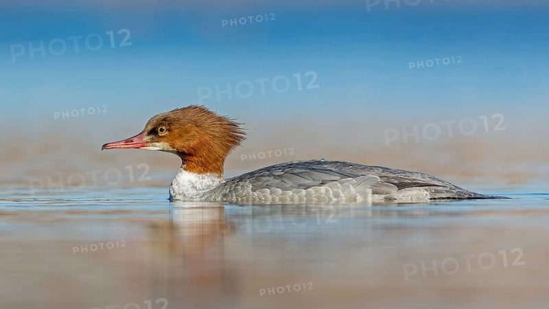 Common Merganser (Mergus merganser) female, Saxony-Anhalt, Germany