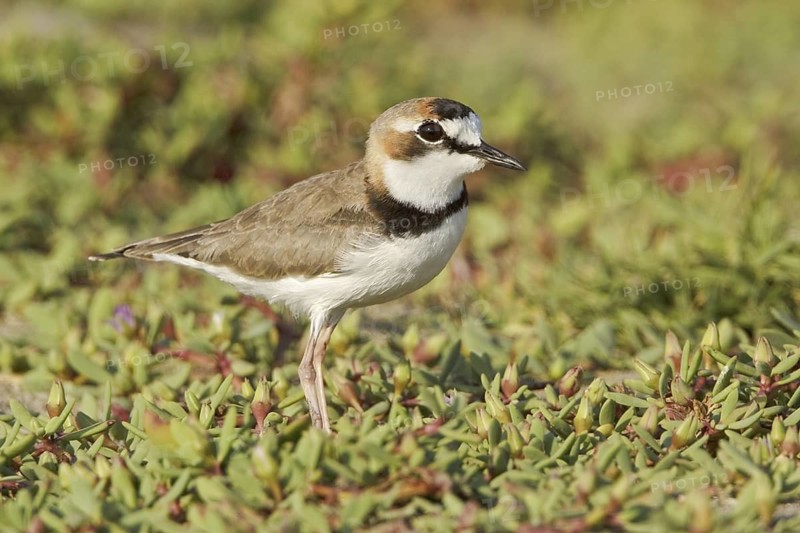 Collared Plover (Charadrius collaris), Ecuador