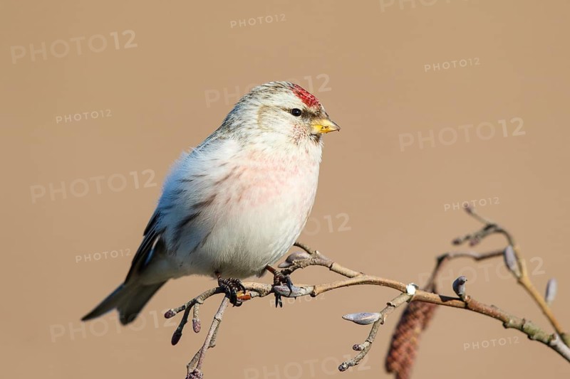 Arctic Redpoll (Acanthis hornemanni) perched on a branch, Netherlands