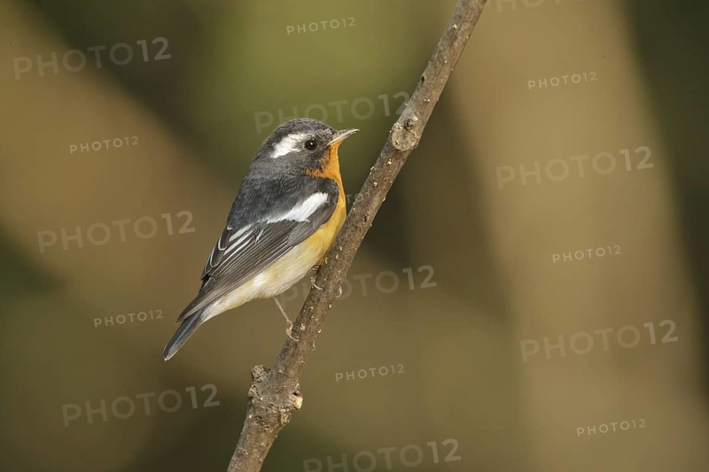 Mugimaki Flycatcher (Ficedula mugimaki) male, Khao Yai, Thailand