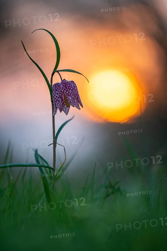 Snake's Head Fritillary (Fritillaria meleagris) at sunrise in a wet meadow in spring, Berne, Lower Saxony, Germany