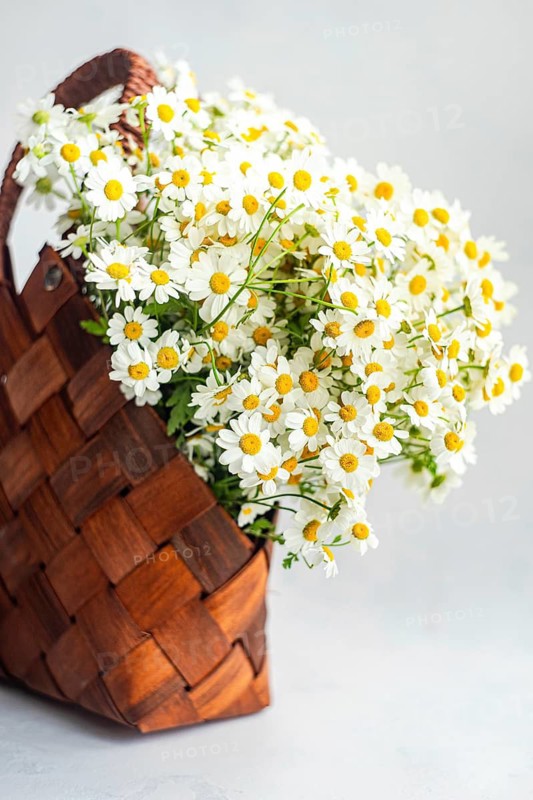 A stunning arrangement of summer daisies fills a rustic woven basket set against a soft, light gray background, adding a touch of natural elegance to any interior space