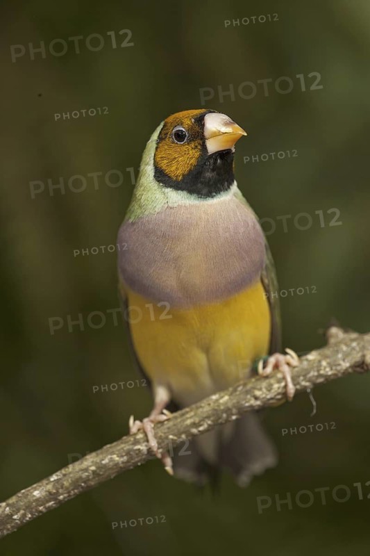 Gouldian Finch (Erythrura gouldiae) female