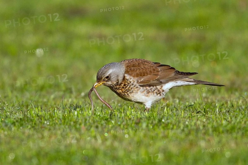 Fieldfare (Turdus pilaris) looking for earthworms in a meadow, Mecklenburg-Western Pomerania, Germany