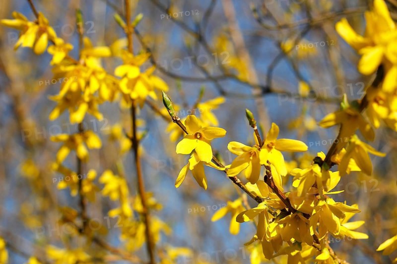 Flowering forsythia (Forsythia), North Rhine-Westphalia, Germany