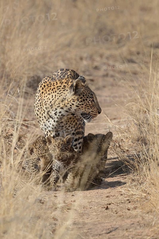 Leopard (Panthera pardus) female with cubs walking along a trail, Sabi Sands, South Africa