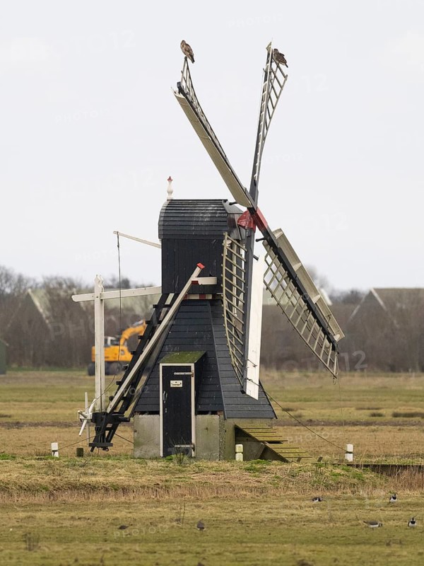 Common buzzard (Buteo buteo), two birds perched on the vanes of a traditional windmill, set in the nature reserve of Waalenberg, island of Texel, Holland