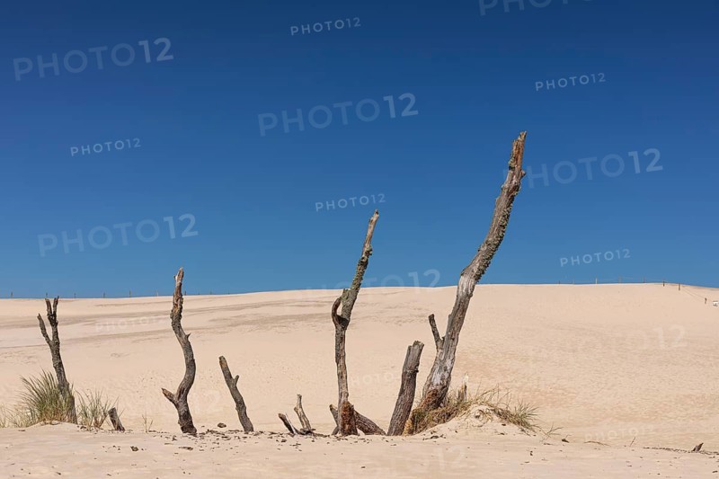Dead trees protrude from a sand dune on a sunny day with a blue sky. Lacka Dune in the Slowinski National Park, northern Poland on the Baltic Sea coast. 42 metres high and moving at a rate of 3 to 10 metres per year