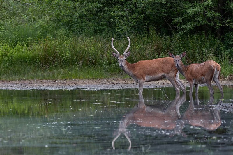A red deer (Cervus elaphus) and a red deer, in this case a narrow-headed deer, enjoy the cooling water of a pond well hidden in the forest, June, Germany