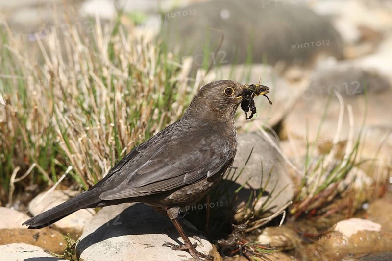 Blackbird (Turdus merula) female collects material for nest building at the garden pond, Allgäu, Bavaria, Germany
