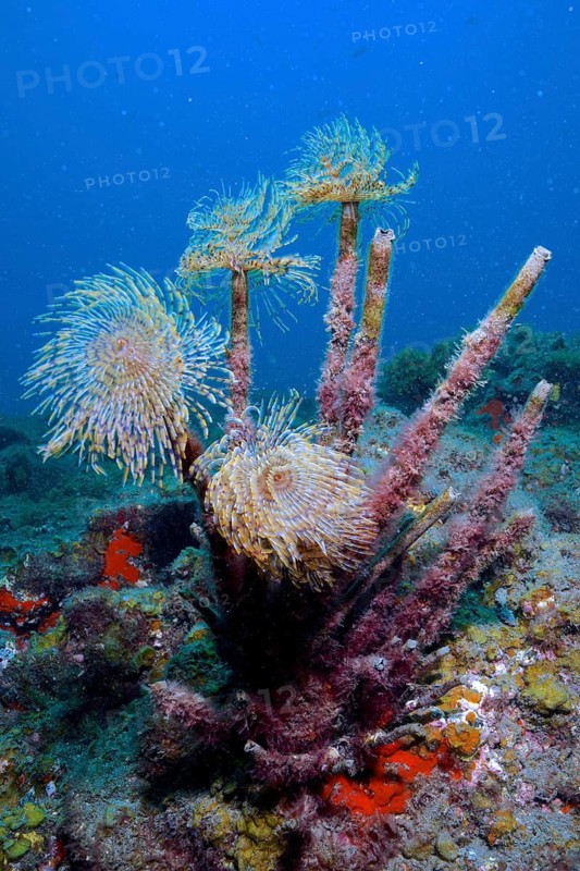 Screw table (Sabella spallanzanii)