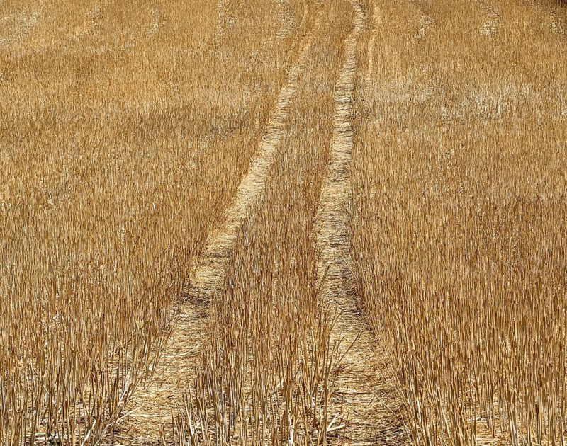 Golden Wheat Field Tracks After Summer Harvest. Limagne plain. Puy de Dome. Auvergne Rhone Alpes. France