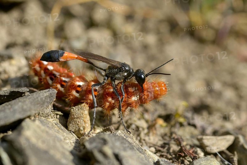 Acronicta rumicis, ammophila sabulosa, ampferous owl, ampferowl, common sand wasp, digging wasp, hymenoptera, red-banded sand wasp, sandwasp, shecidae, inchworm, insects, knot grass moth, moths, moths, moths, caterpillar, butterflies