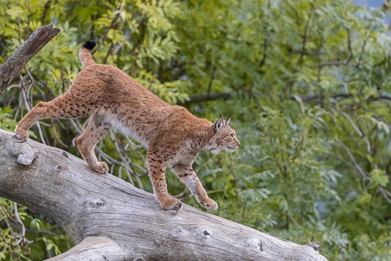 One Eurasian lynx, (Lynx lynx), walking down a fallen tree. Side view with green vegetation in the background
