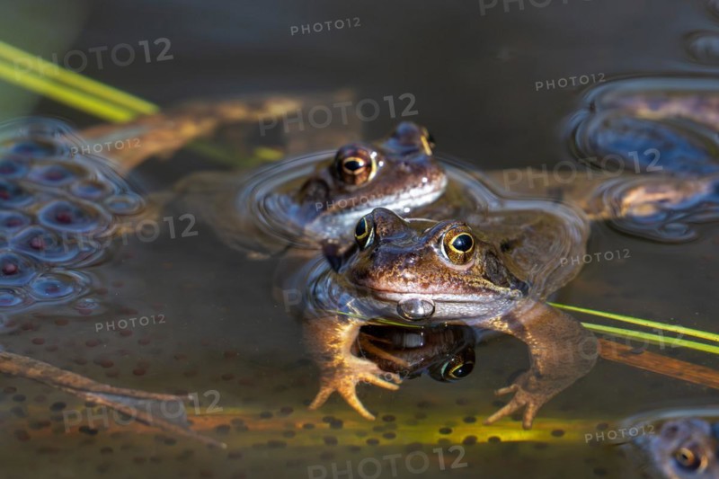 European common brown frogs (Rana temporaria) floating in pond among frogspawn during the mating and spawning season in spring