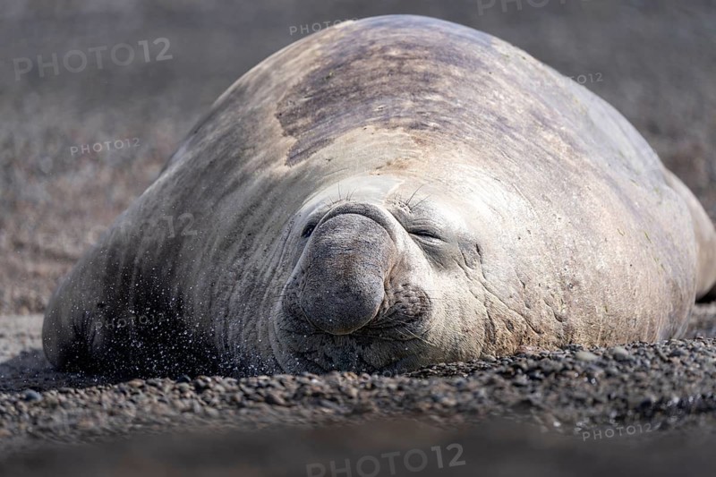 Southern elephant seal (Mirounga leonina), male, lying with eyes closed on a pebble beach, Valdés Peninsula, Chubut Province, Argentina
