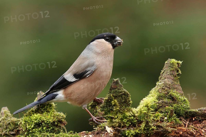 Eurasian Bullfinch (Pyrrhula pyrrhula) female, Lower Saxony, Germany