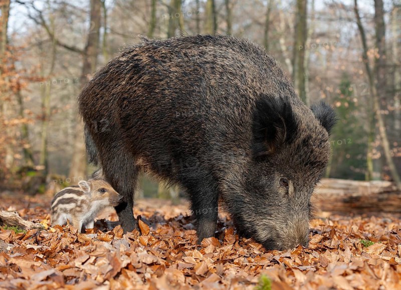 Wild boar, wild boar (Sus scrofa), a wild goat and a young boar looking for food in the forest, Germany