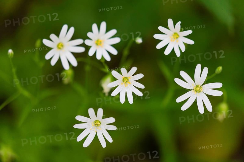 Greater Stitchwort (Stellaria holostea), blossom flowering in woodland in the springtime, Hesse, Germany