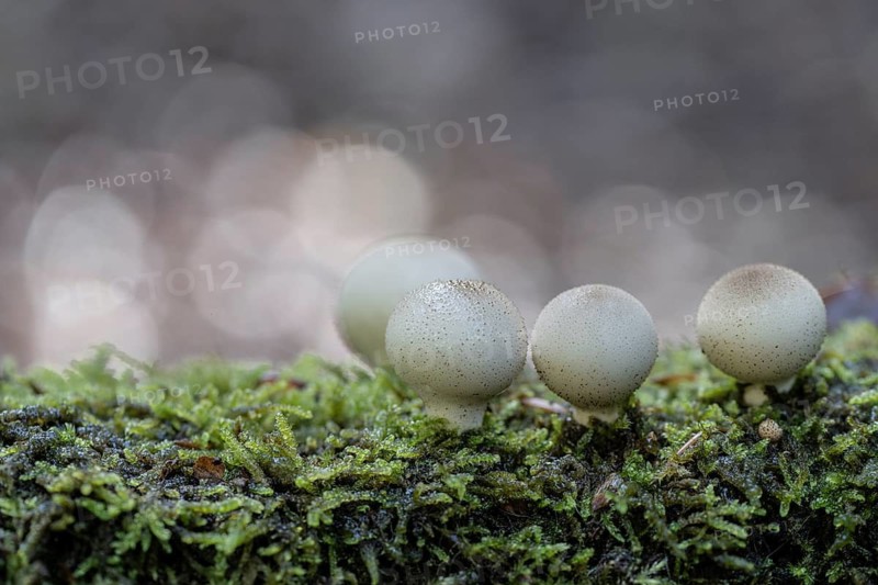 Pear dusters (Apioperdon pyriforme), Emsland, Lower Saxony, Germany