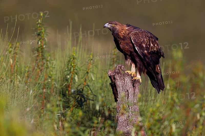 Golden Eagle, (Aquila chrysaetos), bird of prey, hawk family, perch, biotope, habitat, foraging, El Millaron Golden Eagle Hide, Salorino, Extremadura Caceres, Spain