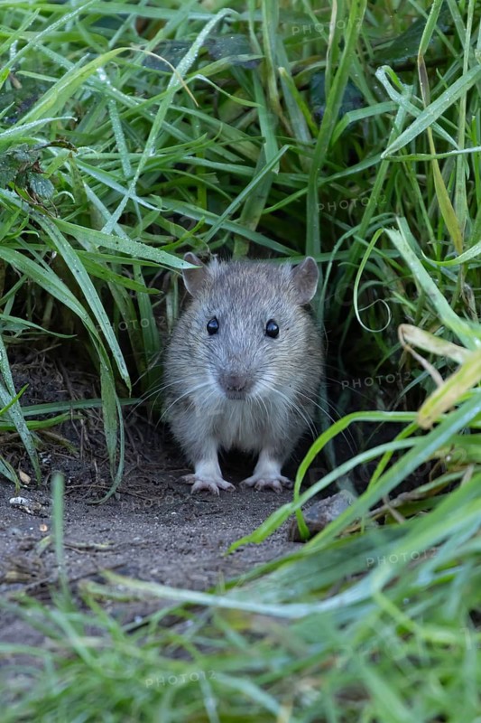 European brown rat (Rattus norvegicus) adult animal emerging from its burrow hole, England, United Kingdom