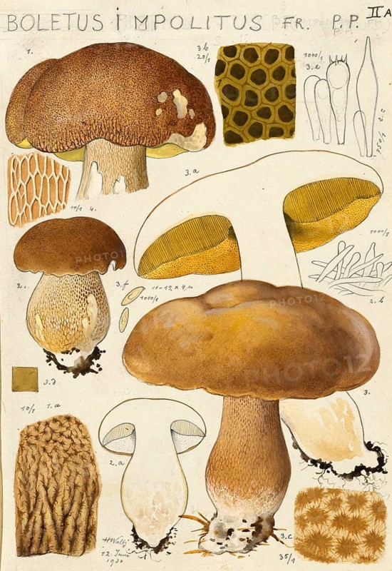 Mushroom, fungi, Pale boletus, Hemileccinum impolitum, Syn. Boletus impolitus, authentic reproduction of an illustration by Hans Walty (1868-1948) from about 1915, historical