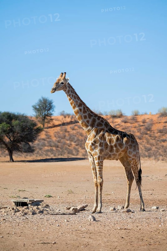 Cape giraffe (Giraffa giraffa giraffa), Kgalagadi Transfrontier National Park, Northern Cape, South Africa