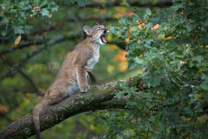 One young cougar, Puma concolor, sitting on a big branch high up in an oak tree