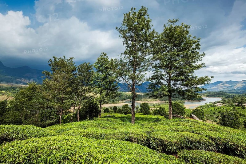 Kerala India travel background, green tea plantations in Munnar, Kerala, India