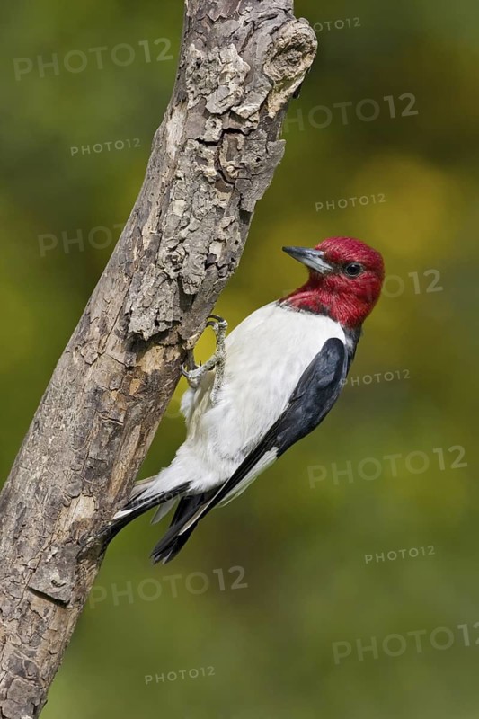 Red-headed Woodpecker (Melanerpes erythrocephalus), Ontario, Canada