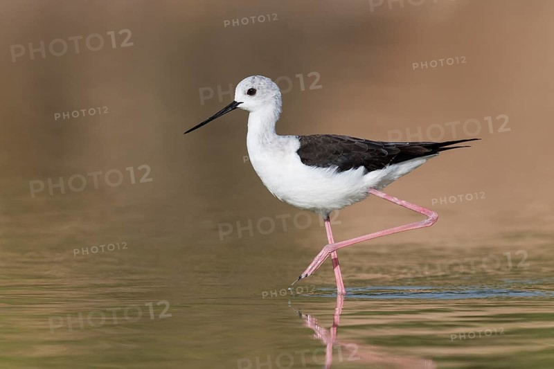 Black-winged Stilt (Himantopus himantopus) juvenile foraging, Eilat, Israel