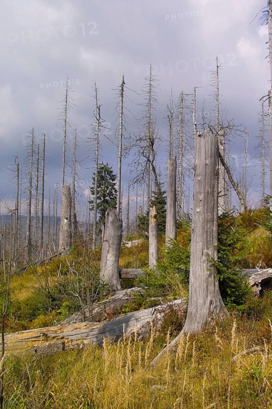 Dead trees are scattered in a vegetation-rich environment under a cloudy sky, Lusen, Bavarian Forest National Park, Bavaria