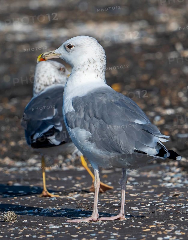 Caspian gull (Larus cachinnans) resting along the North Sea coast in late summer, autumn