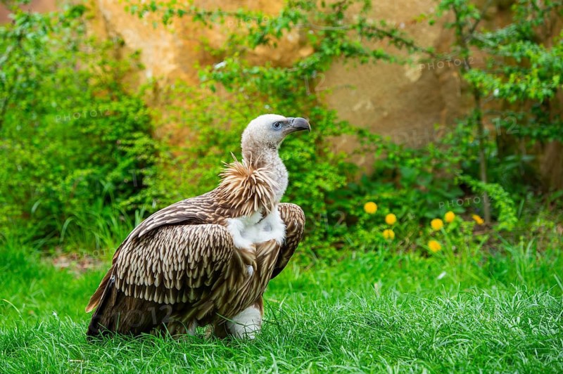 Griffon Vulture (Gyps fulvus) sitting on a meadow, Germany