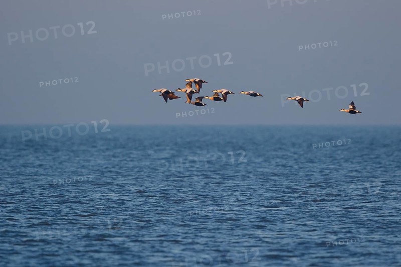 Common Eider (Somateria mollissima) group flying over the ocean, Netherlands