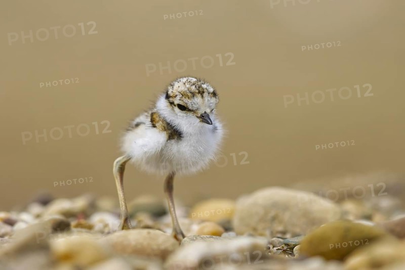 Little Ringed Plover (Charadrius dubius) chick, North Rhine-Westphalia, Germany