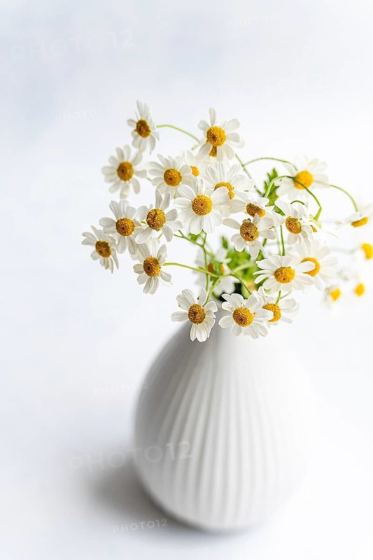 A delicate arrangement of summer daisies elegantly displayed in a textured white vase set against a soft, blurred background, highlighting the flowers' natural simplicity