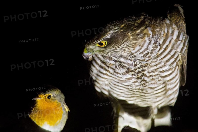 Eurasian Sparrowhawk & European Robin (Accipiter nisus & Erithacus rubecula), an entirely exhausted European Robin has taken refuge on a research ship during a mass migration night, obviously not aware of the life-threatening hazard caused by the Eurasian Sparrowhawk sitting beside, offshore, Baltic Sea, off Ruegen Island, Mecklenburg-Western Pomerania, Germany
