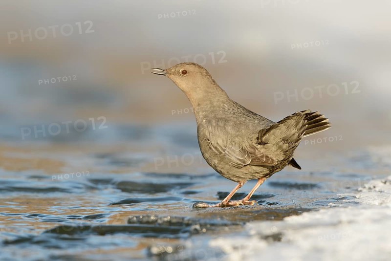American Dipper (Cinclus mexicanus), British Columbia, Canada