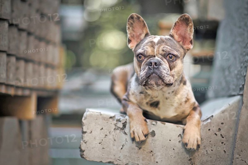 Beautiful merle colored French Bulldog dog with large yellow eyes