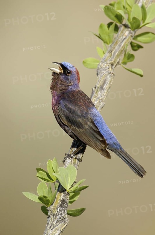Varied Bunting (Passerina versicolor) singing, Arizona, USA